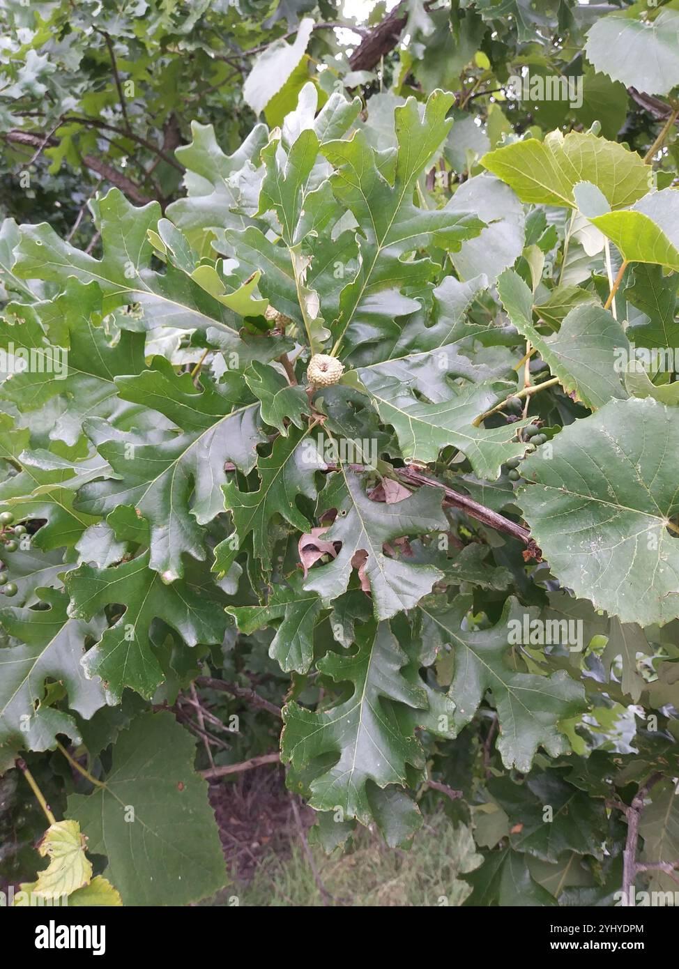 Quercus Macrocarpa Burr - View 13 from www redcrocus com