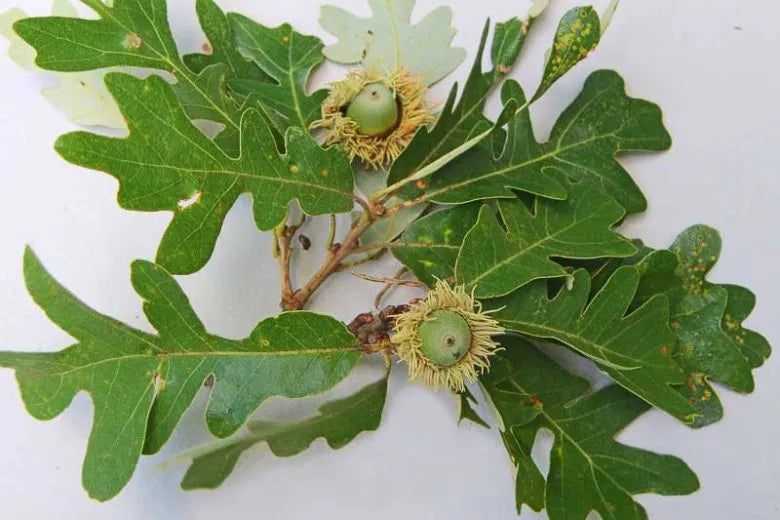 Quercus Macrocarpa Burr - View 13 from www redcrocus com