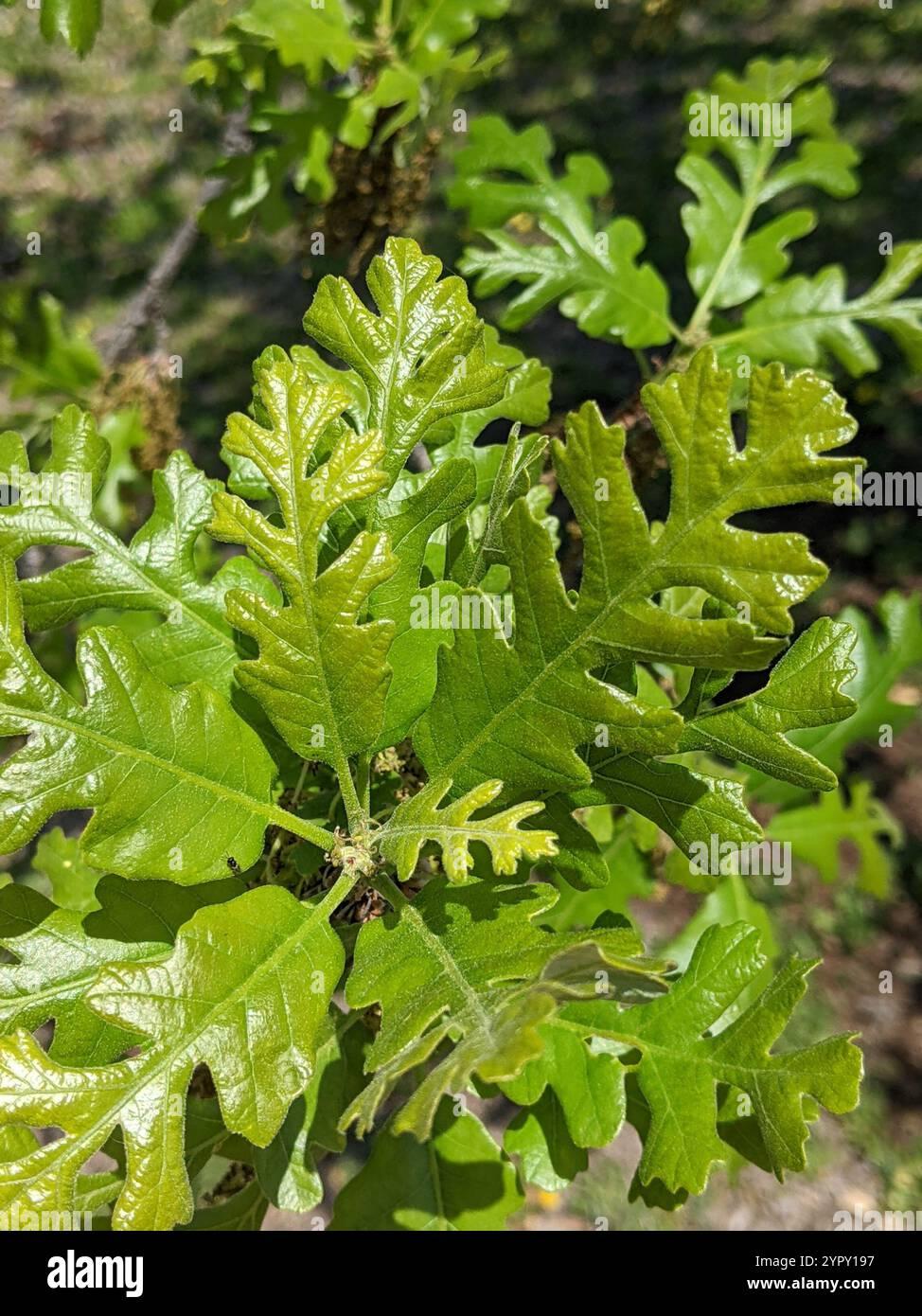 Quercus Macrocarpa Burr - View 15 from www redcrocus com