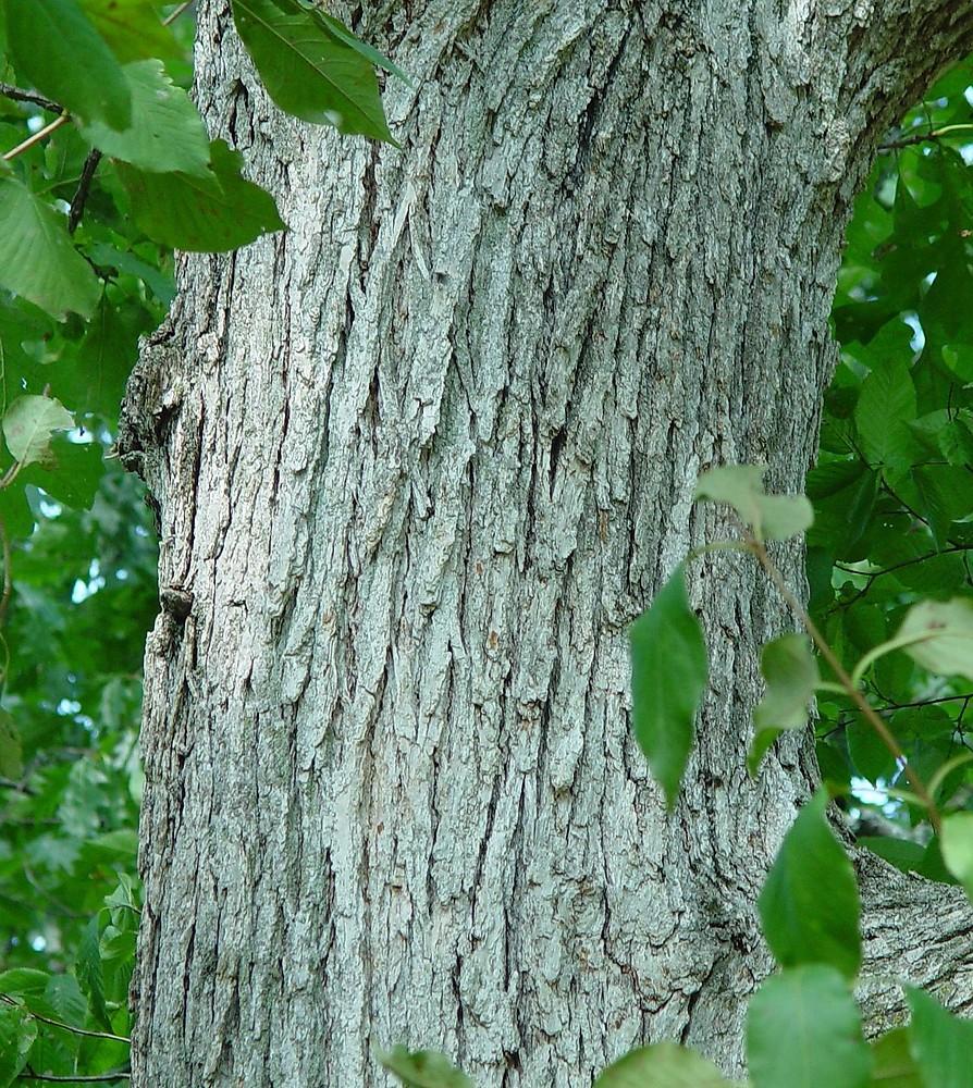Quercus Macrocarpa Burr - View 17 from www redcrocus com