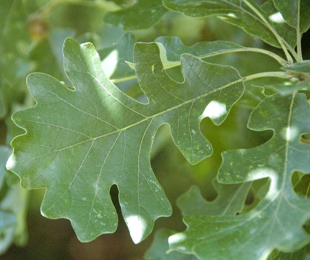 Quercus Macrocarpa Burr - View 18 from www redcrocus com