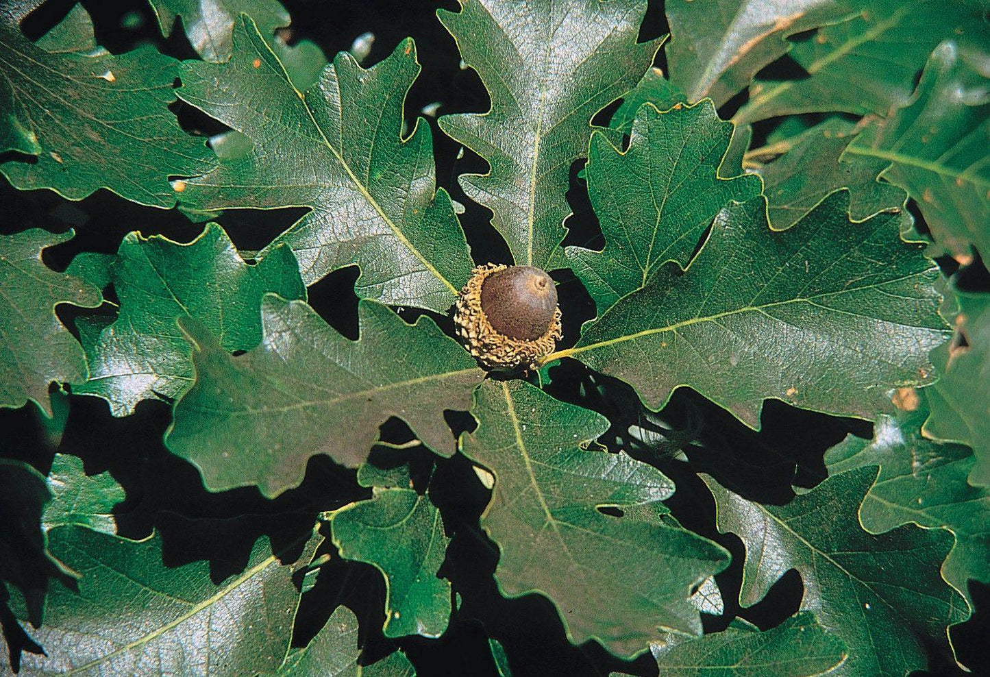 Quercus Macrocarpa Burr - View 1 from www redcrocus com