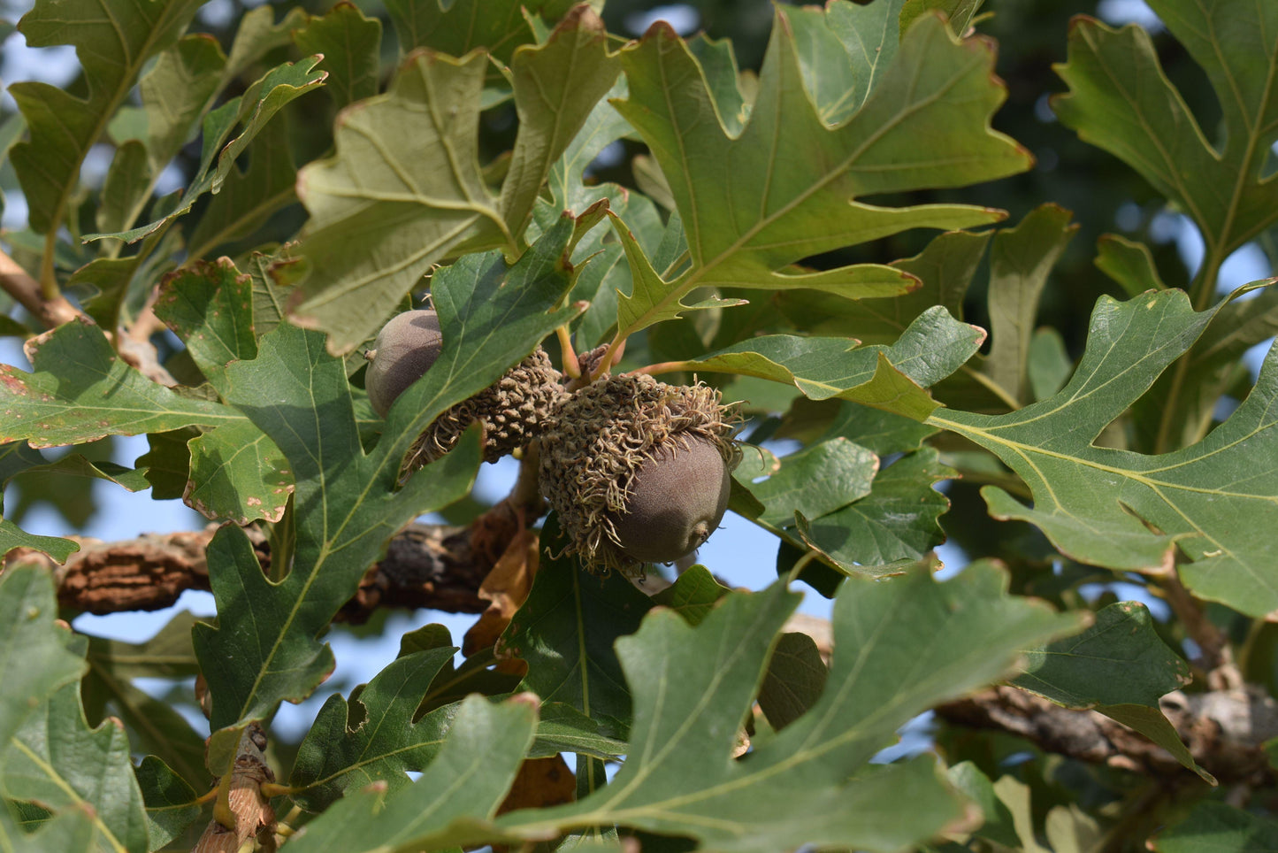 Quercus Macrocarpa Burr - View 5 from www redcrocus com