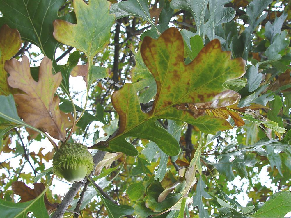 Quercus Macrocarpa Burr - View 6 from www redcrocus com