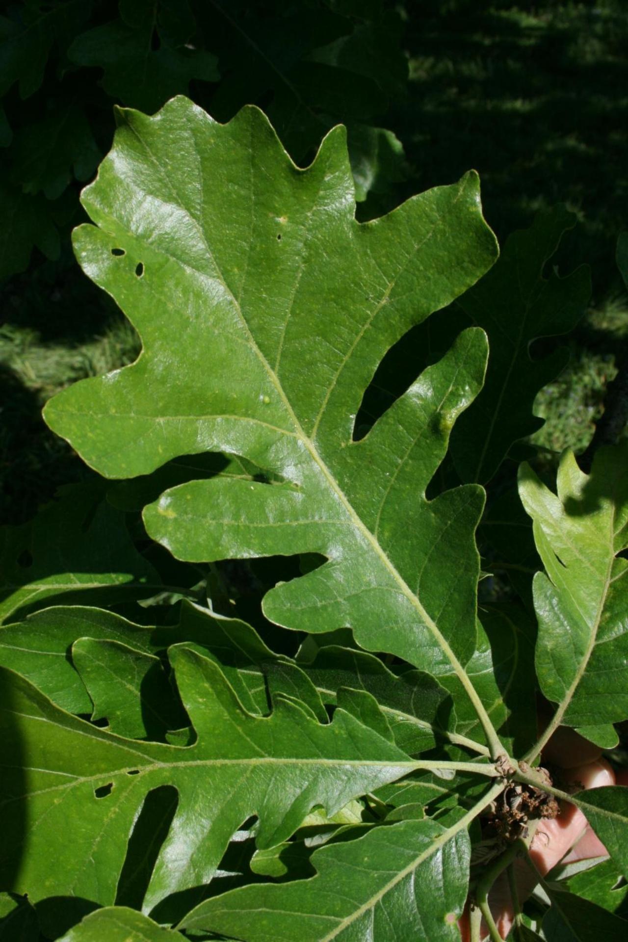 Quercus Macrocarpa Burr - View 7 from www redcrocus com