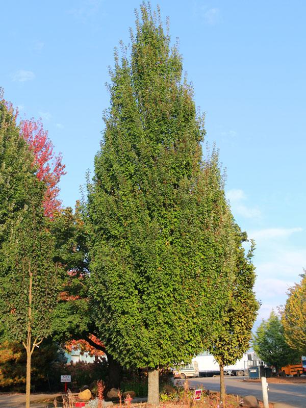 Acer Rubrum Armstrong Gold - View 14 from www redcrocus com
