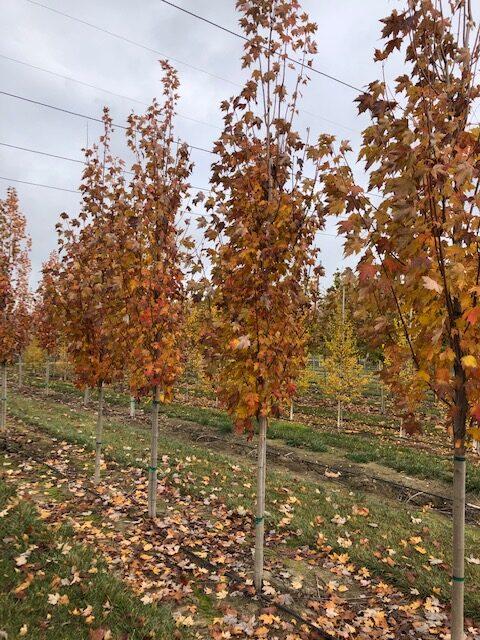 Acer Rubrum Armstrong Gold - View 18 from www redcrocus com