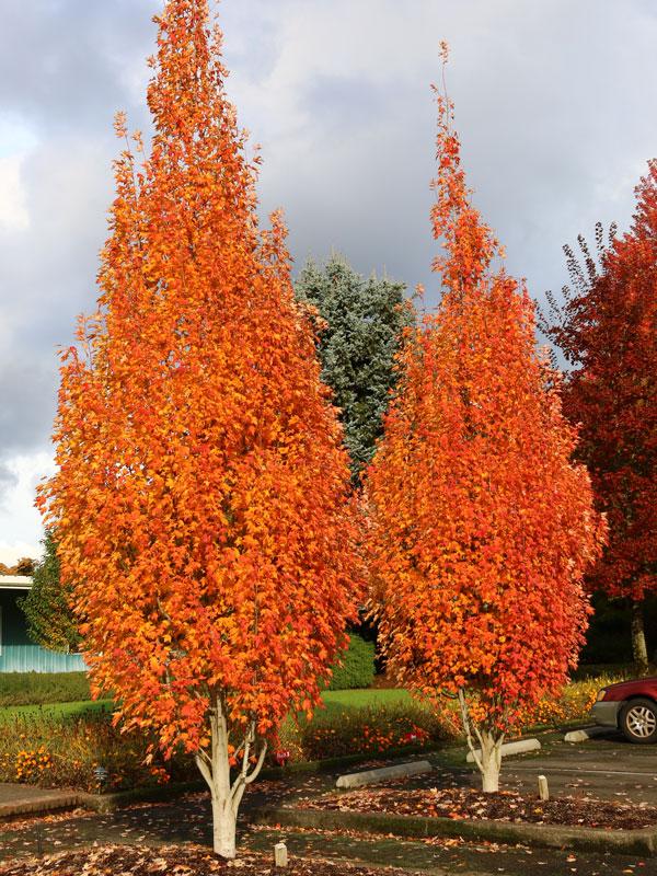 Acer Rubrum Armstrong Gold - View 3 from www redcrocus com