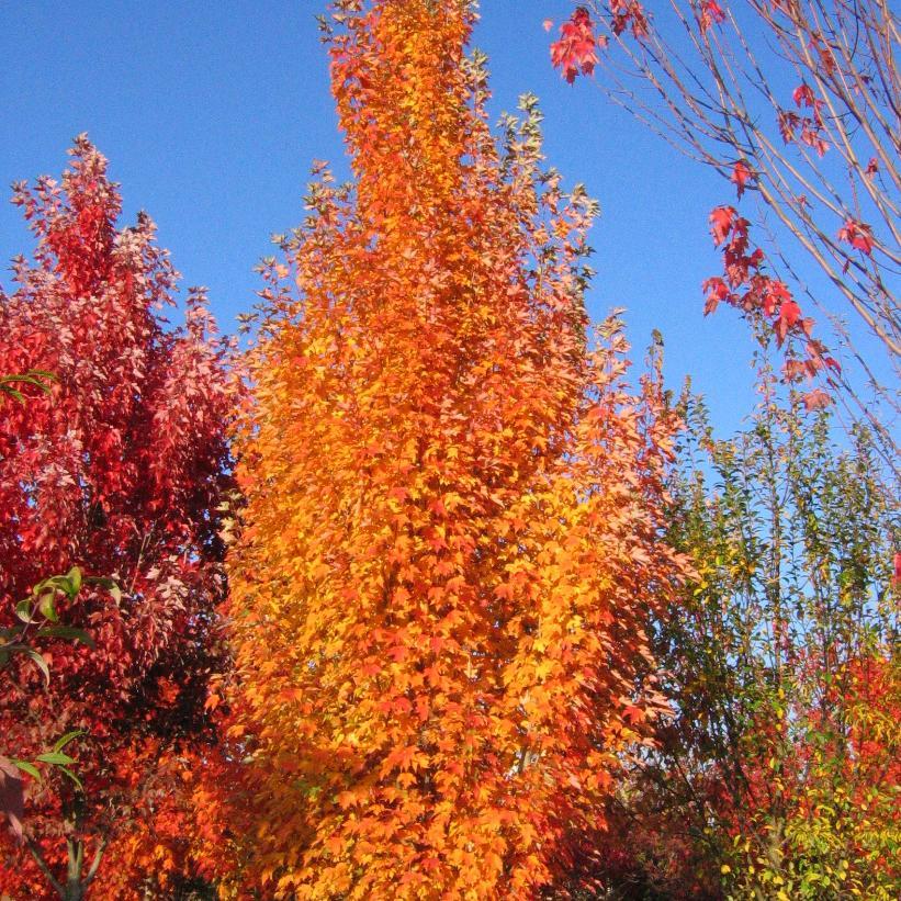 Acer Rubrum Armstrong Gold - View 7 from www redcrocus com