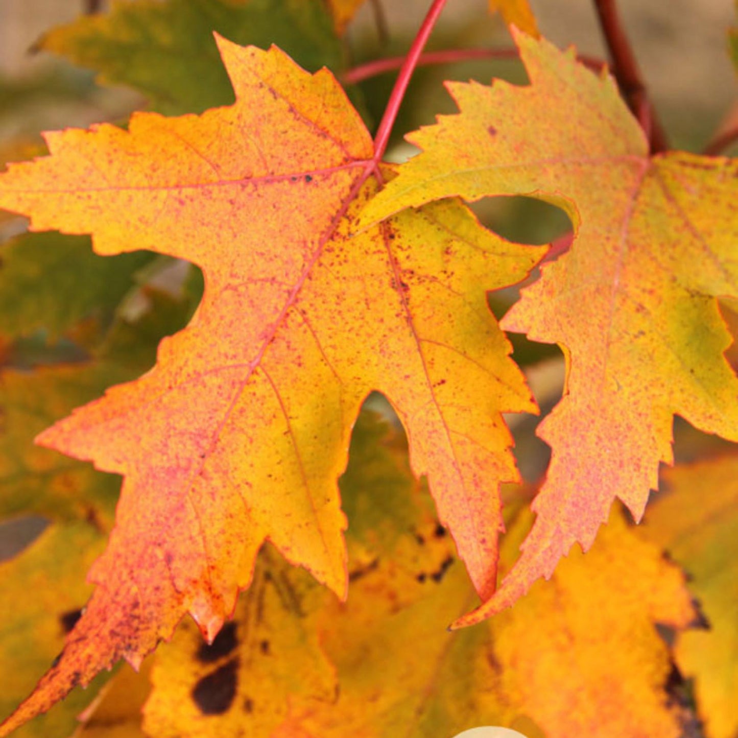 Acer Rubrum Armstrong Gold - View 8 from www redcrocus com
