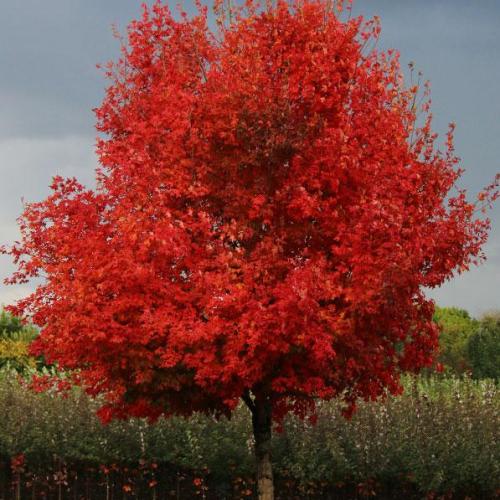 Acer Saccharum Flash Fire - View 12 from www redcrocus com