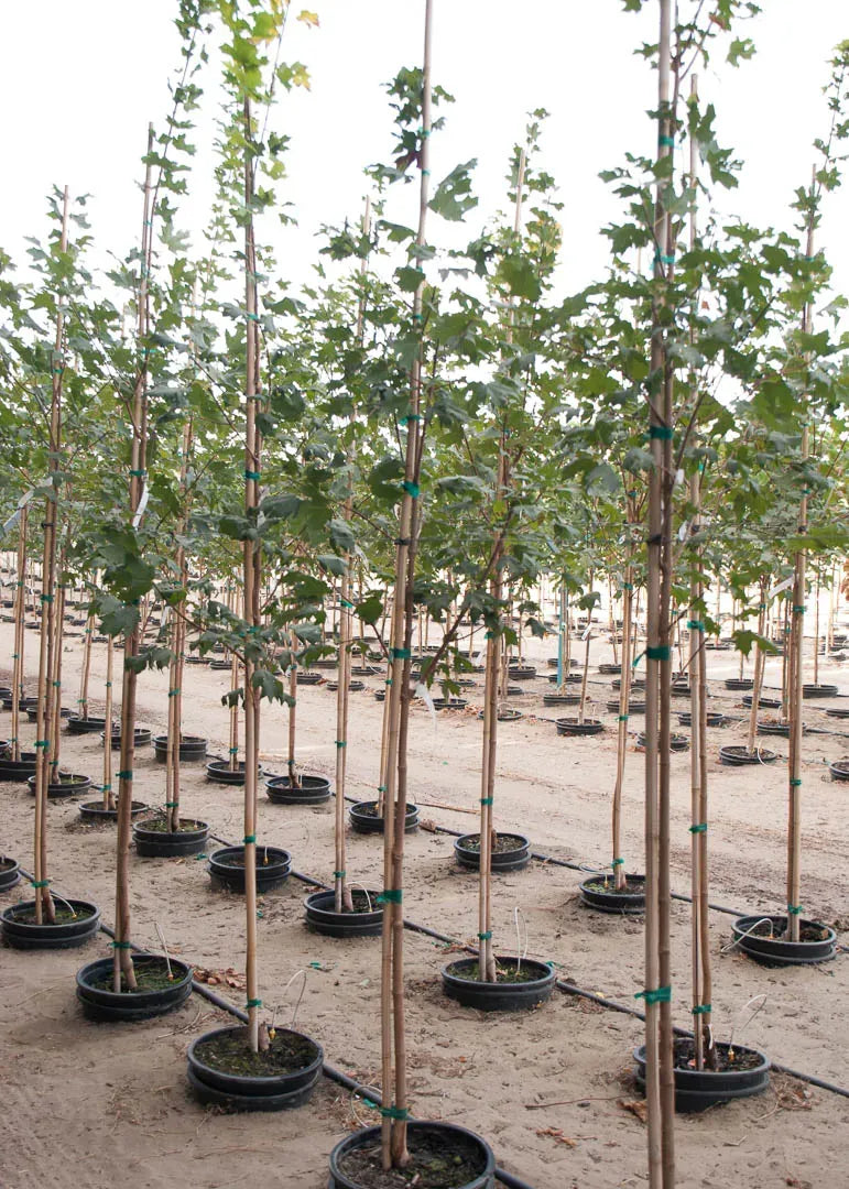 Acer Saccharum Flash Fire - View 15 from www redcrocus com