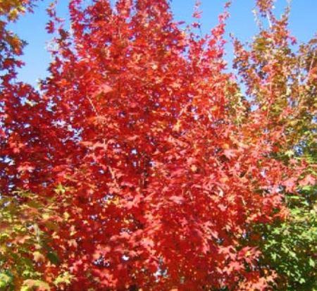 Acer Saccharum Flash Fire - View 17 from www redcrocus com
