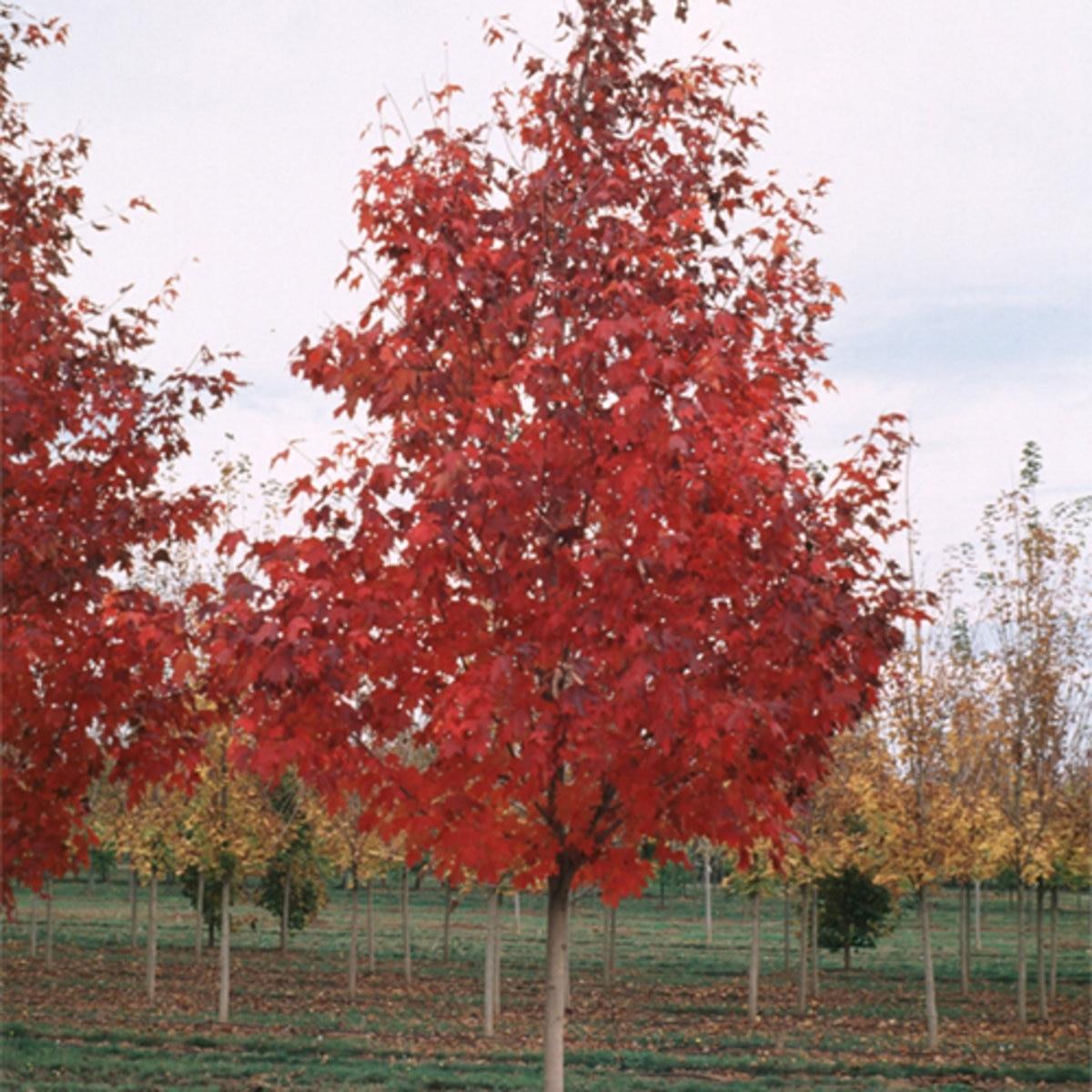 Acer Saccharum Flash Fire - View 18 from www redcrocus com