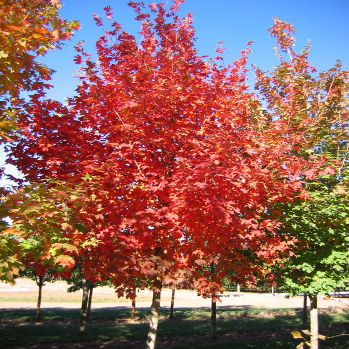 Acer Saccharum Flash Fire - View 2 from www redcrocus com