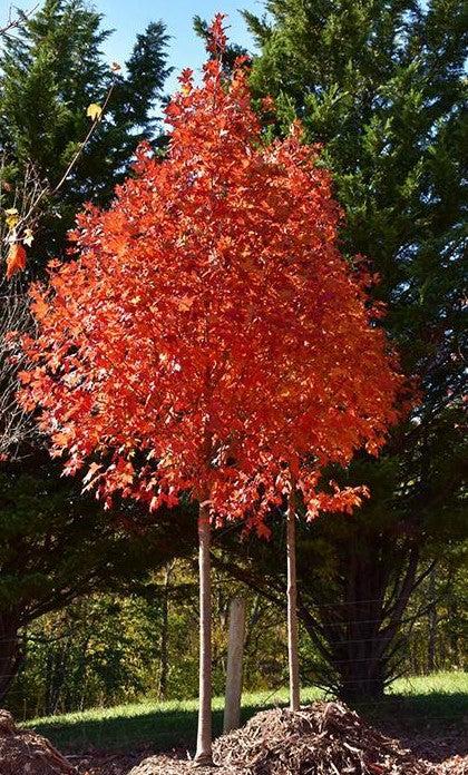 Acer Saccharum Flash Fire - View 3 from www redcrocus com
