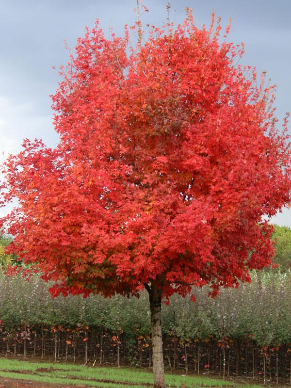Acer Saccharum Flash Fire - View 4 from www redcrocus com