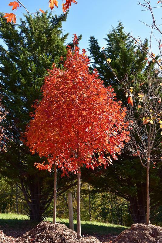 Acer Saccharum Flash Fire - View 8 from www redcrocus com