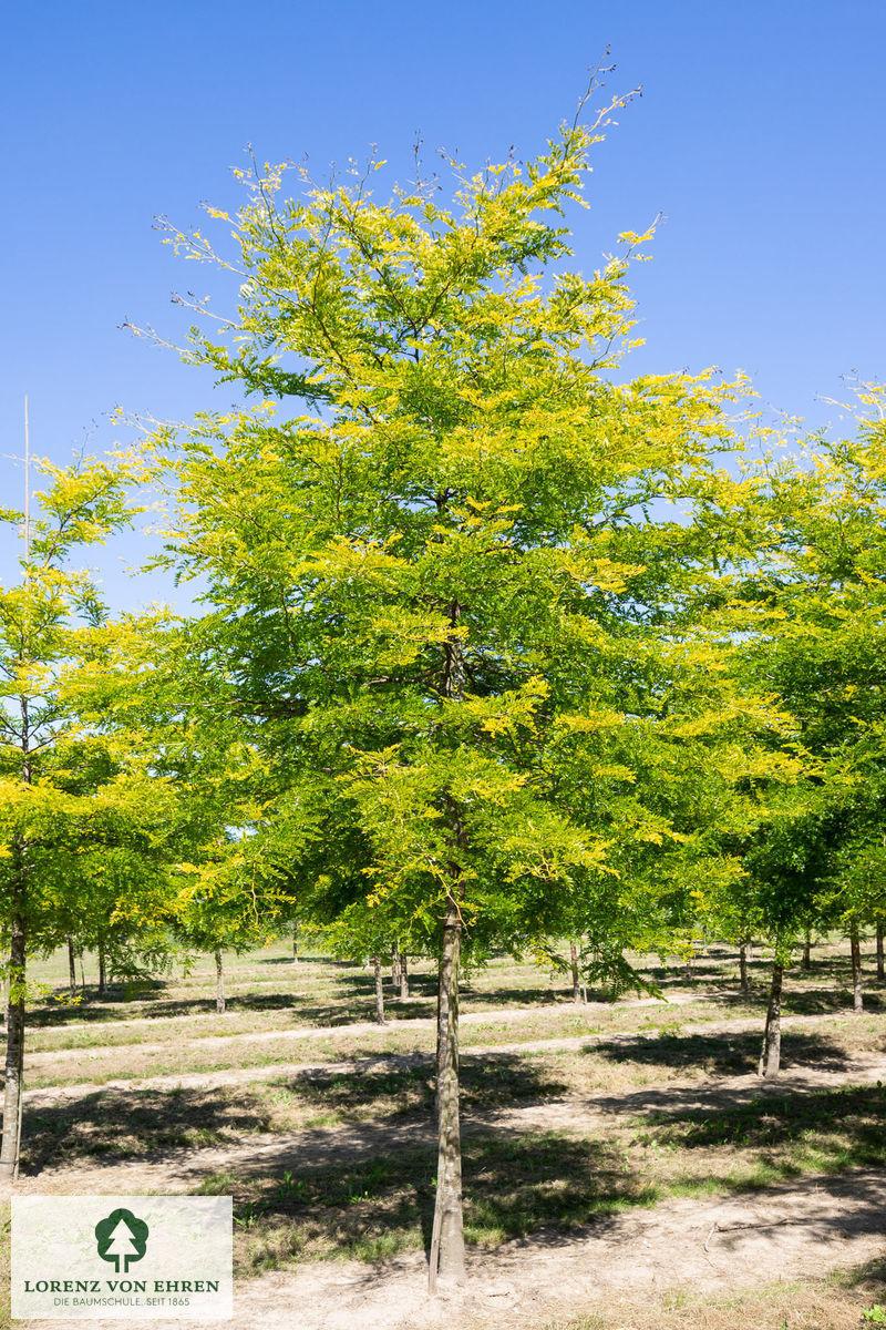 Gleditsia Triacanthos Sunburst - View 12 from www redcrocus com