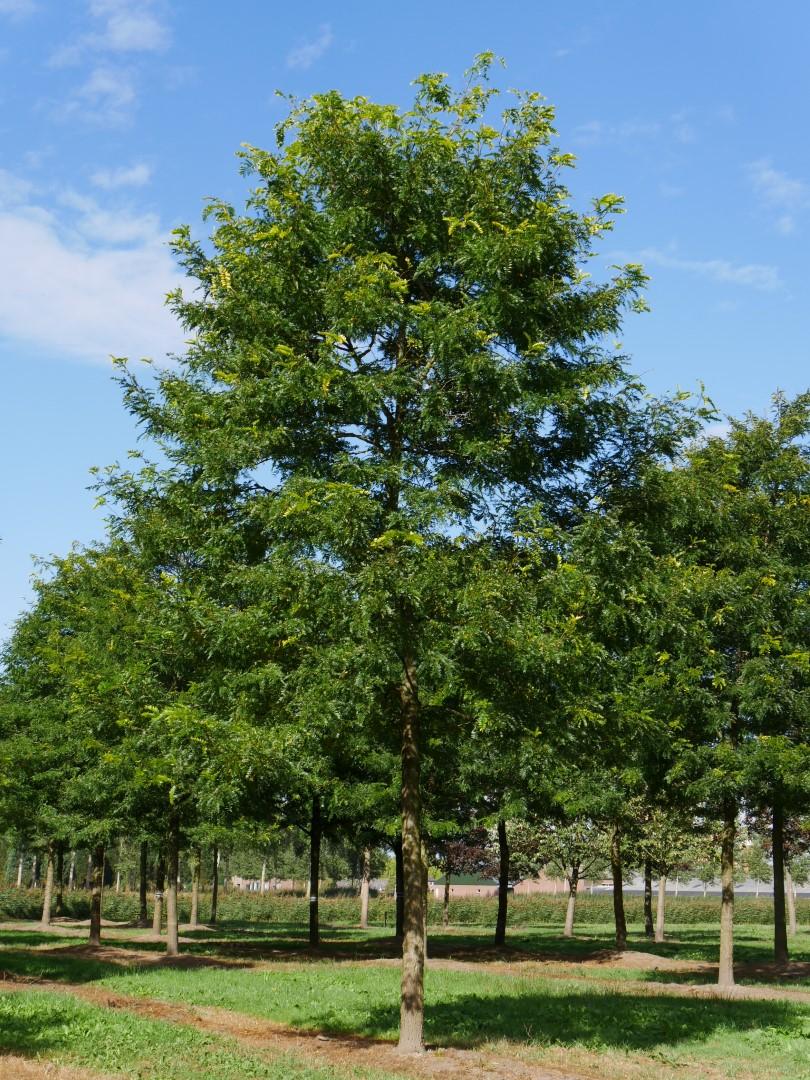 Gleditsia Triacanthos Sunburst - View 13 from www redcrocus com