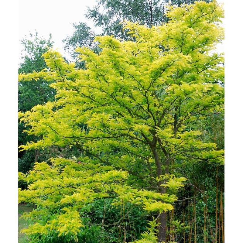 Gleditsia Triacanthos Sunburst - View 14 from www redcrocus com