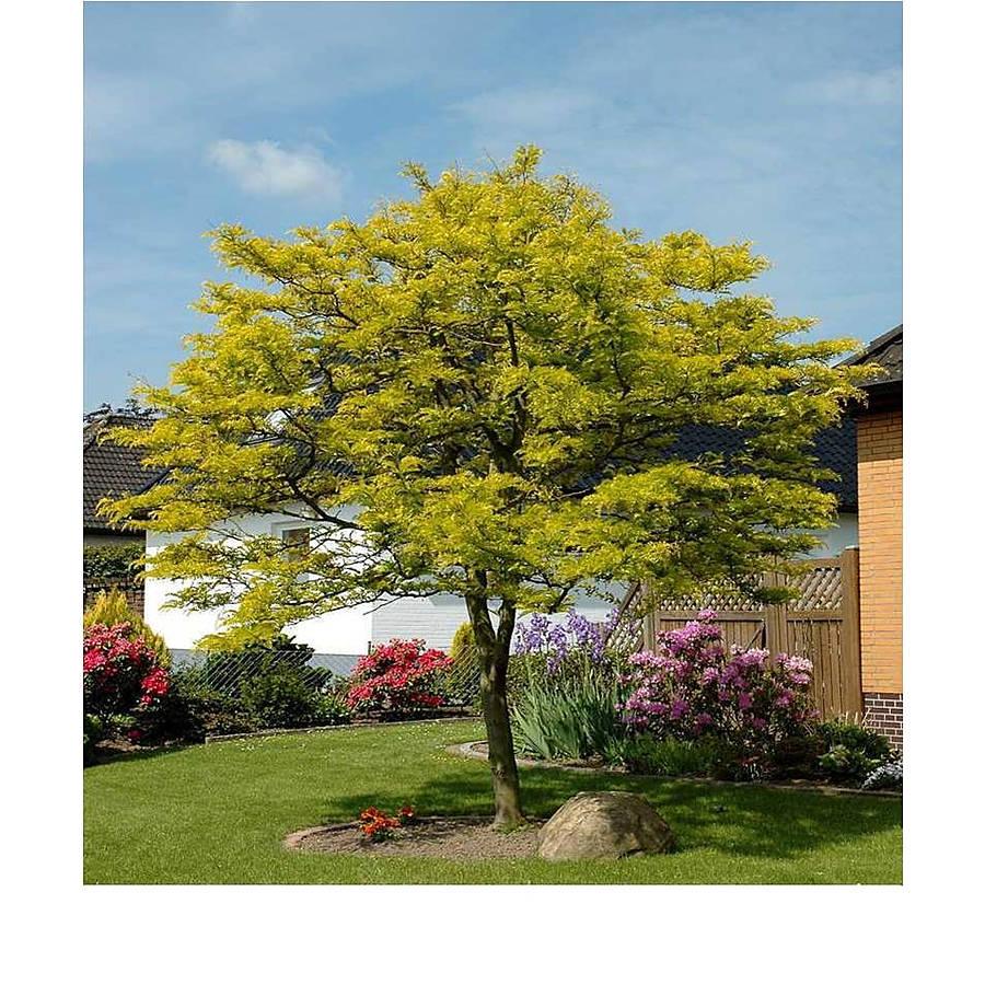 Gleditsia Triacanthos Sunburst - View 15 from www redcrocus com