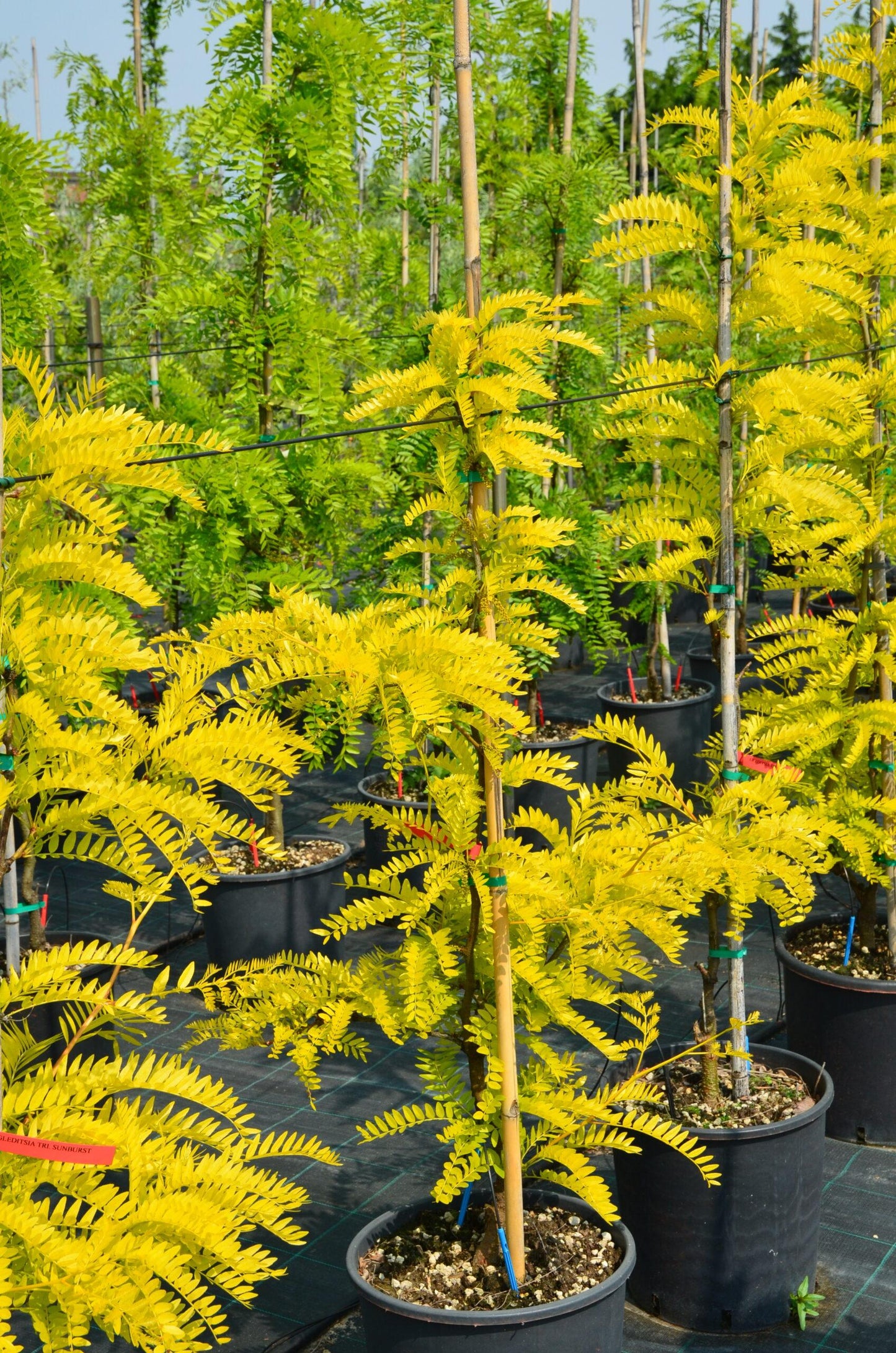 Gleditsia Triacanthos Sunburst - View 16 from www redcrocus com