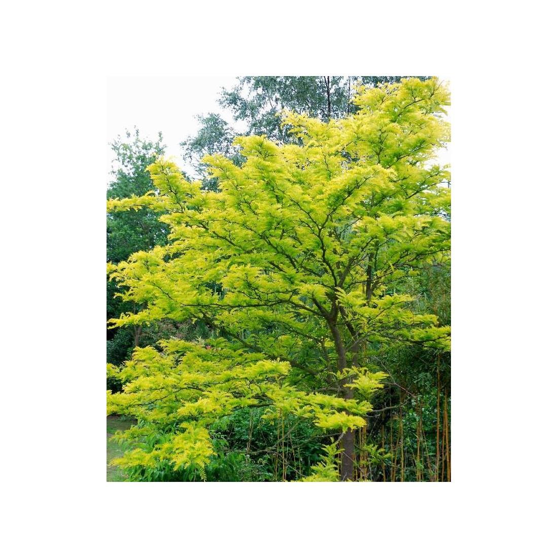 Gleditsia Triacanthos Sunburst - View 17 from www redcrocus com