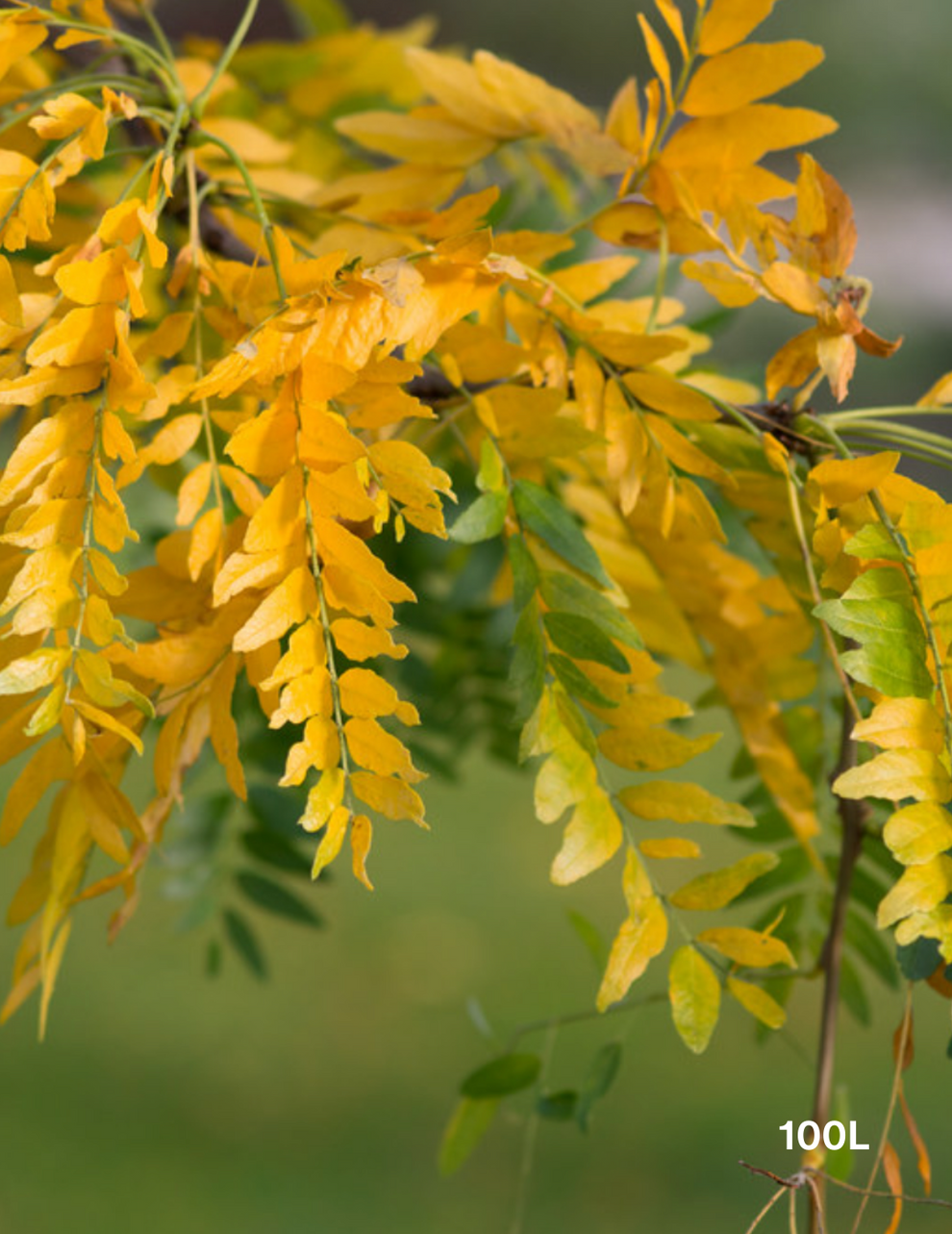 Gleditsia Triacanthos Sunburst - View 17 from www redcrocus com