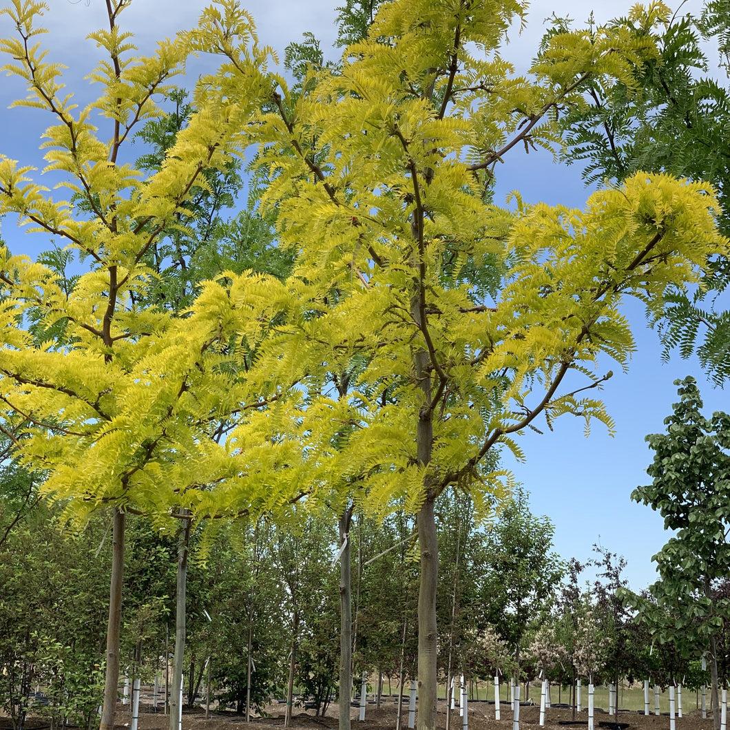 Gleditsia Triacanthos Sunburst - View 18 from www redcrocus com