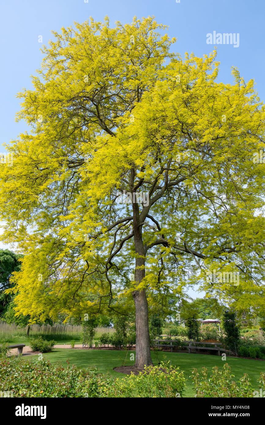 Gleditsia Triacanthos Sunburst - View 19 from www redcrocus com