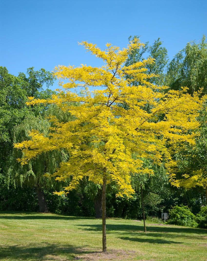Gleditsia Triacanthos Sunburst - View 1 from www redcrocus com