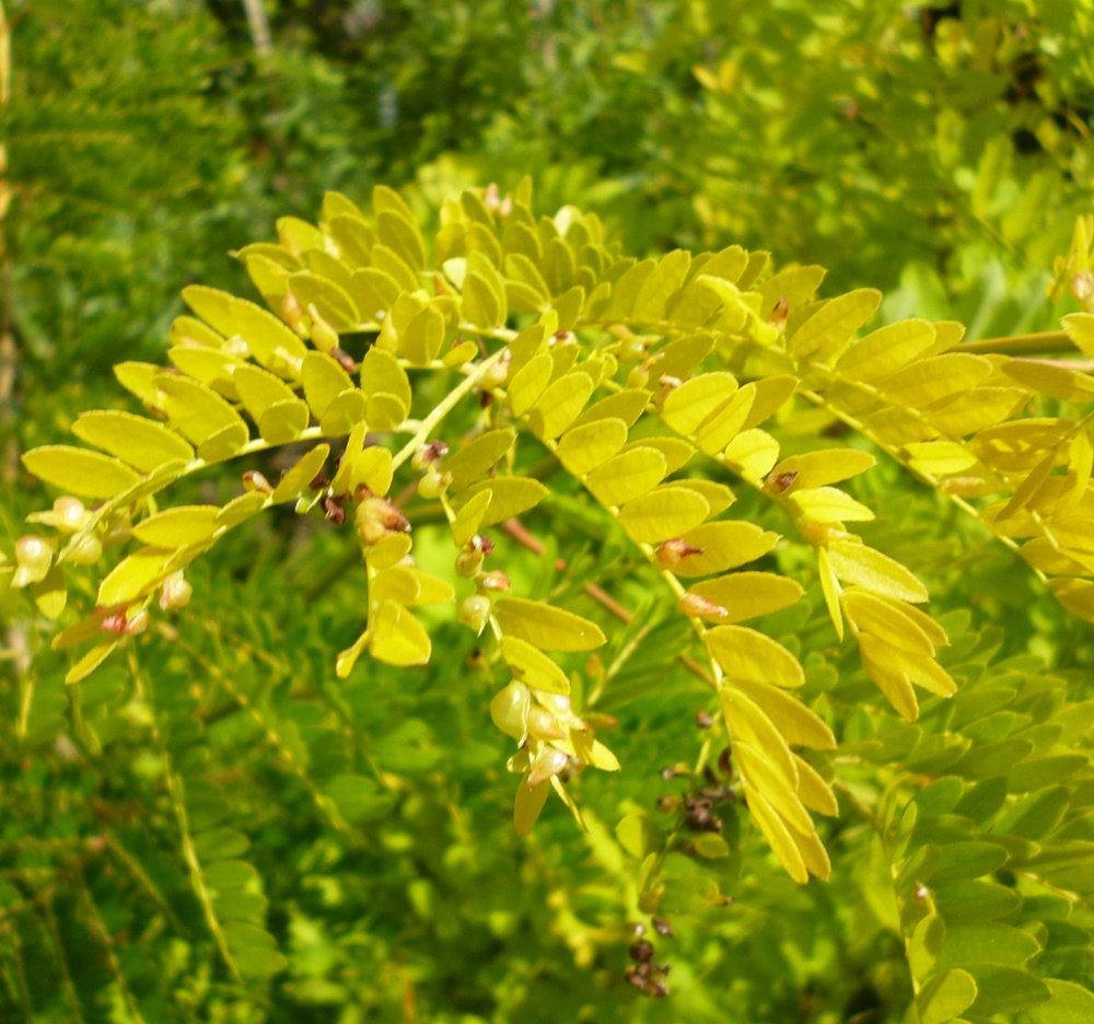 Gleditsia Triacanthos Sunburst - View 3 from www redcrocus com