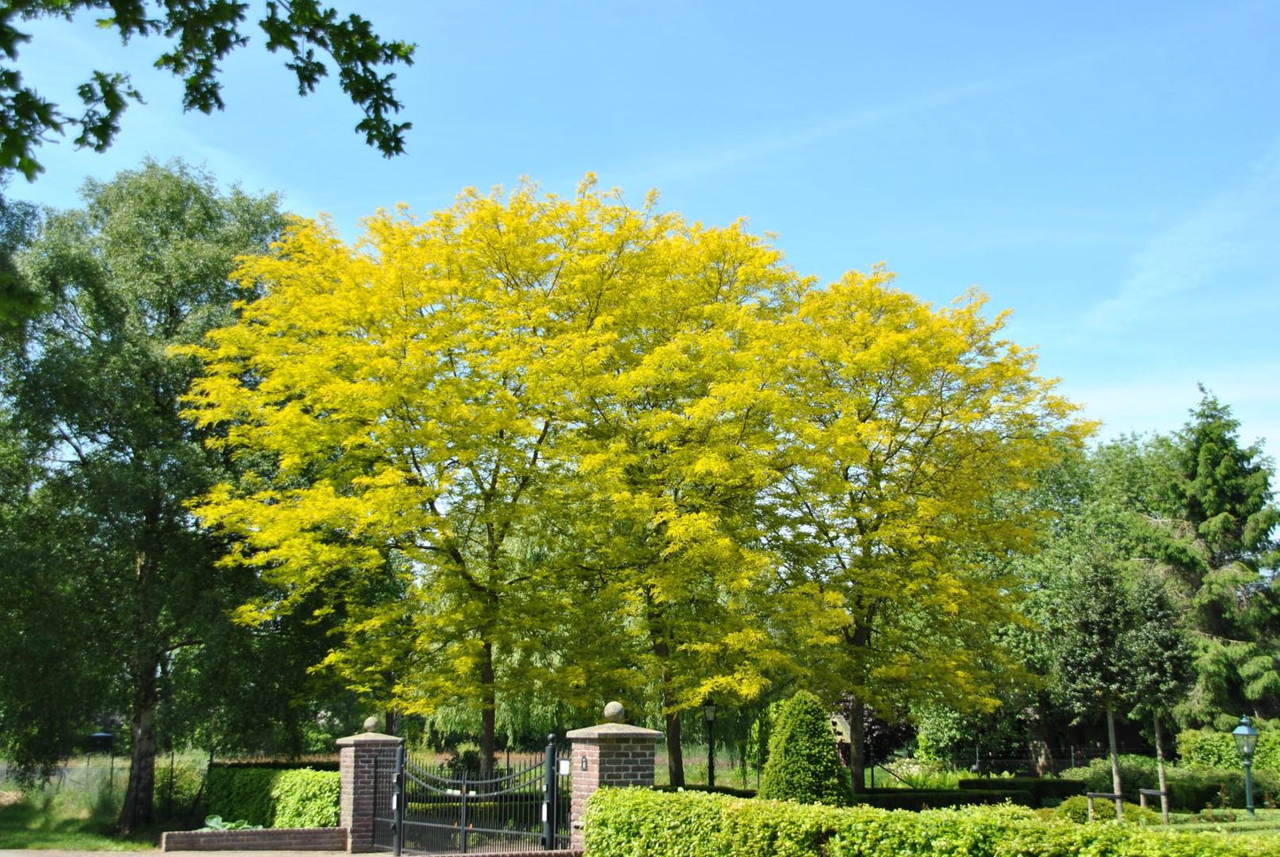 Gleditsia Triacanthos Sunburst - View 4 from www redcrocus com