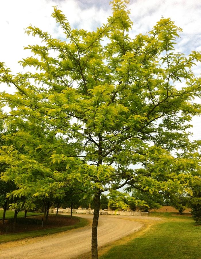 Gleditsia Triacanthos Sunburst - View 5 from www redcrocus com