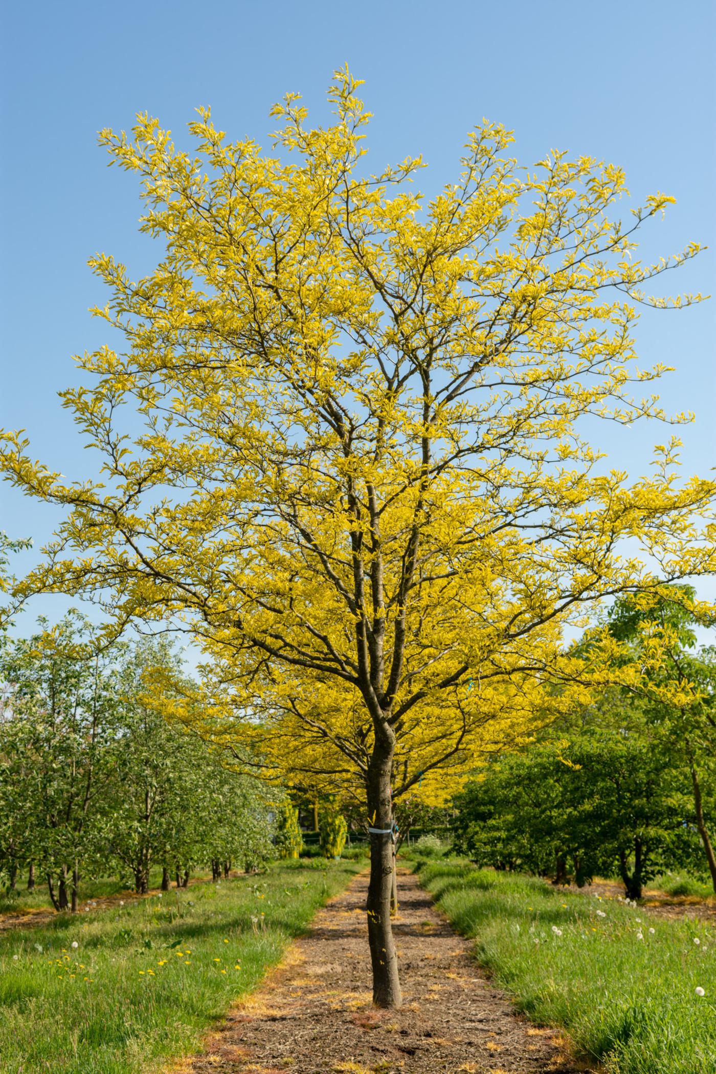 Gleditsia Triacanthos Sunburst - View 6 from www redcrocus com