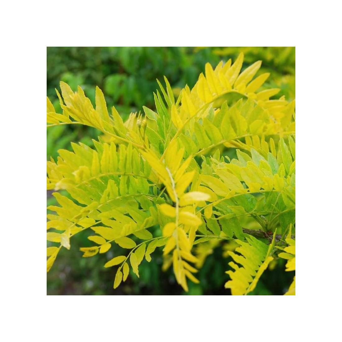 Gleditsia Triacanthos Sunburst - View 7 from www redcrocus com