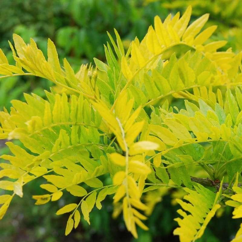 Gleditsia Triacanthos Sunburst - View 9 from www redcrocus com