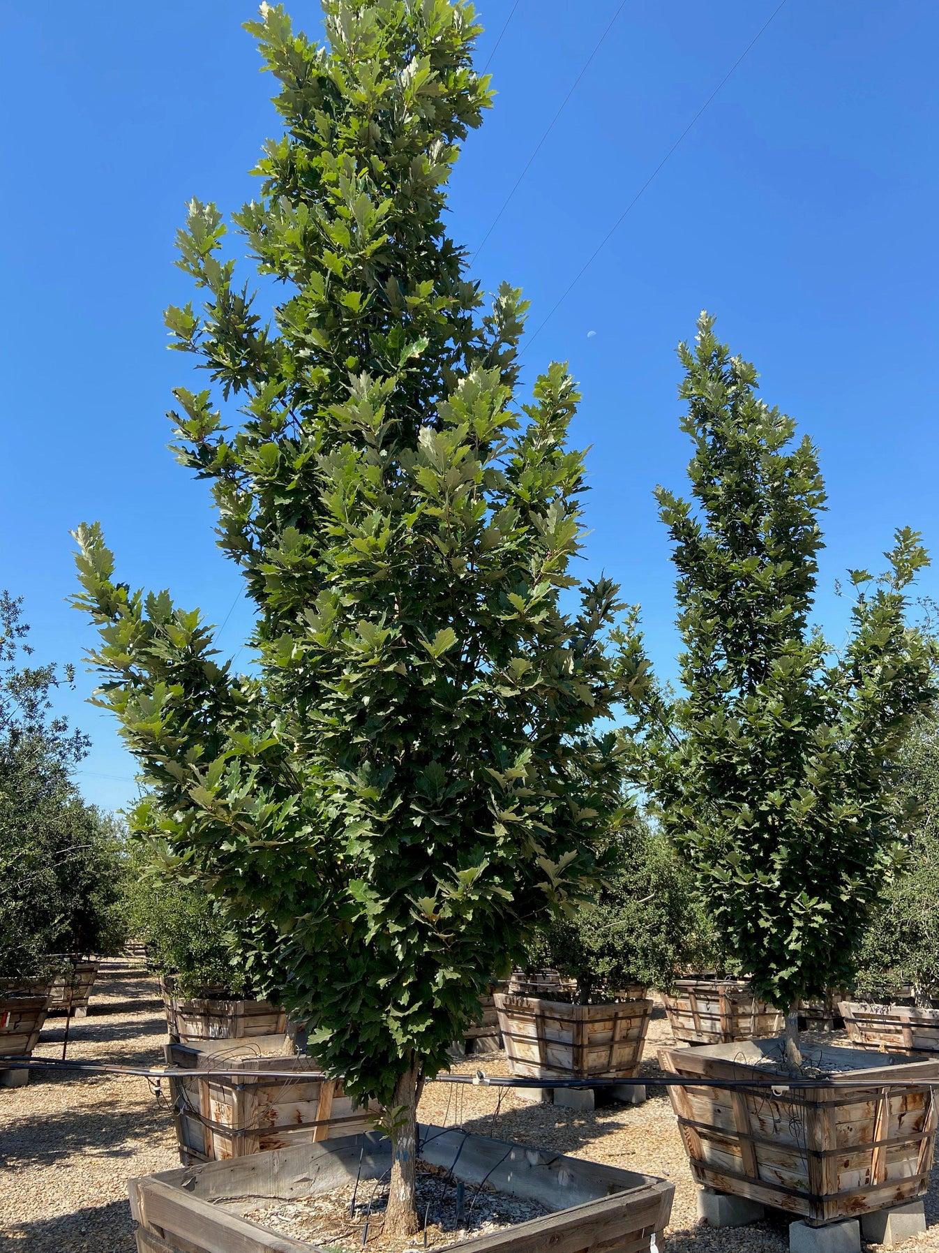 Quercus Robur Kindred Spirit - View 11 from www redcrocus com