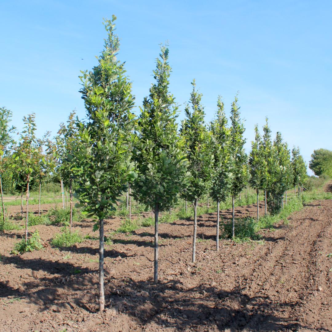 Quercus Robur Kindred Spirit - View 12 from www redcrocus com