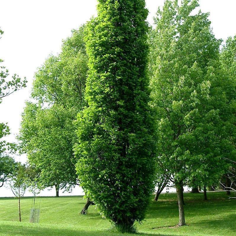 Quercus Robur Kindred Spirit - View 13 from www redcrocus com