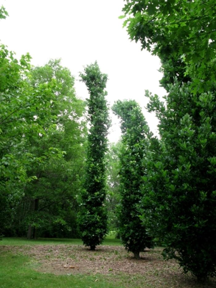 Quercus Robur Kindred Spirit - View 14 from www redcrocus com