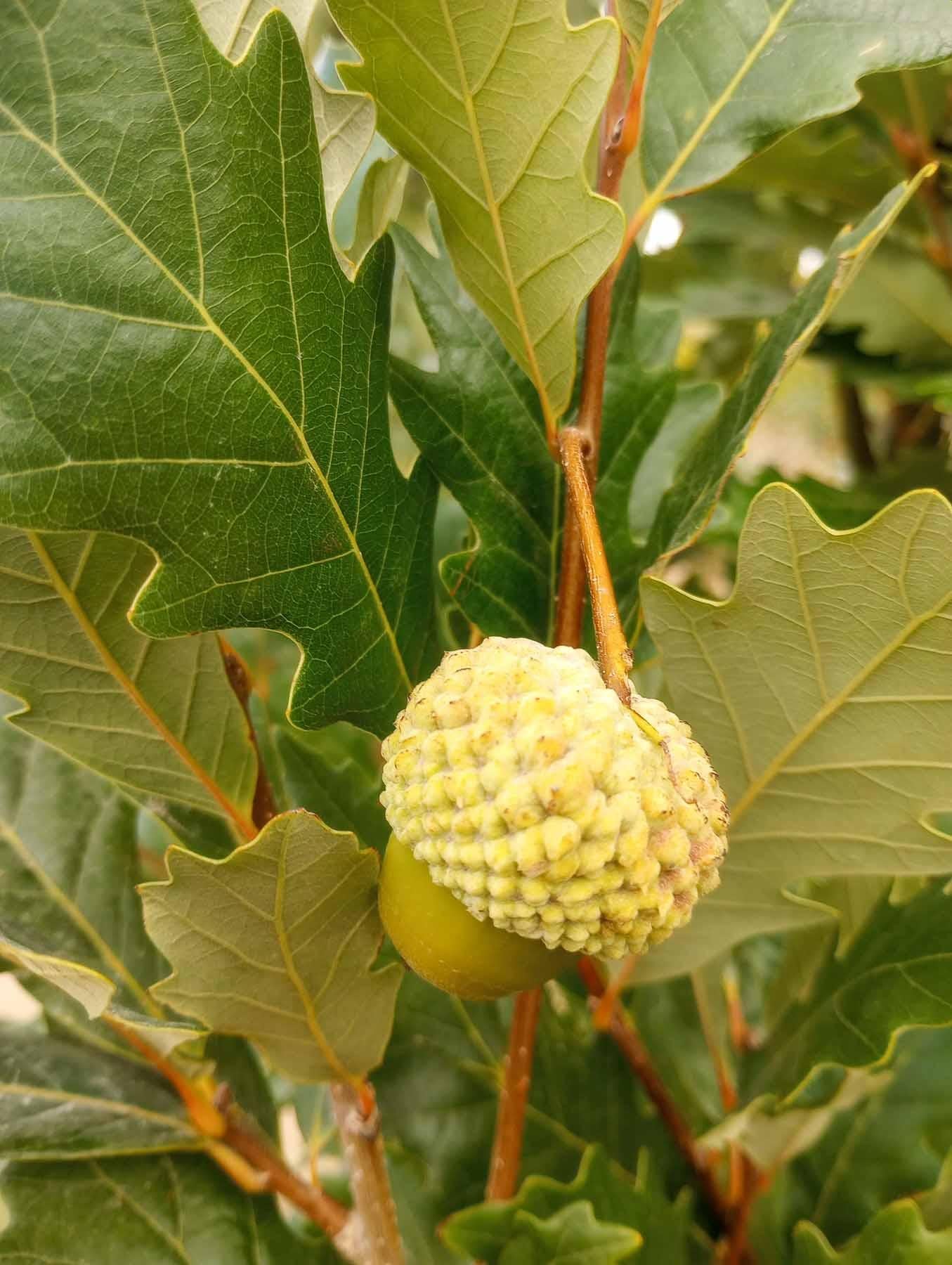 Quercus Robur Kindred Spirit - View 16 from www redcrocus com
