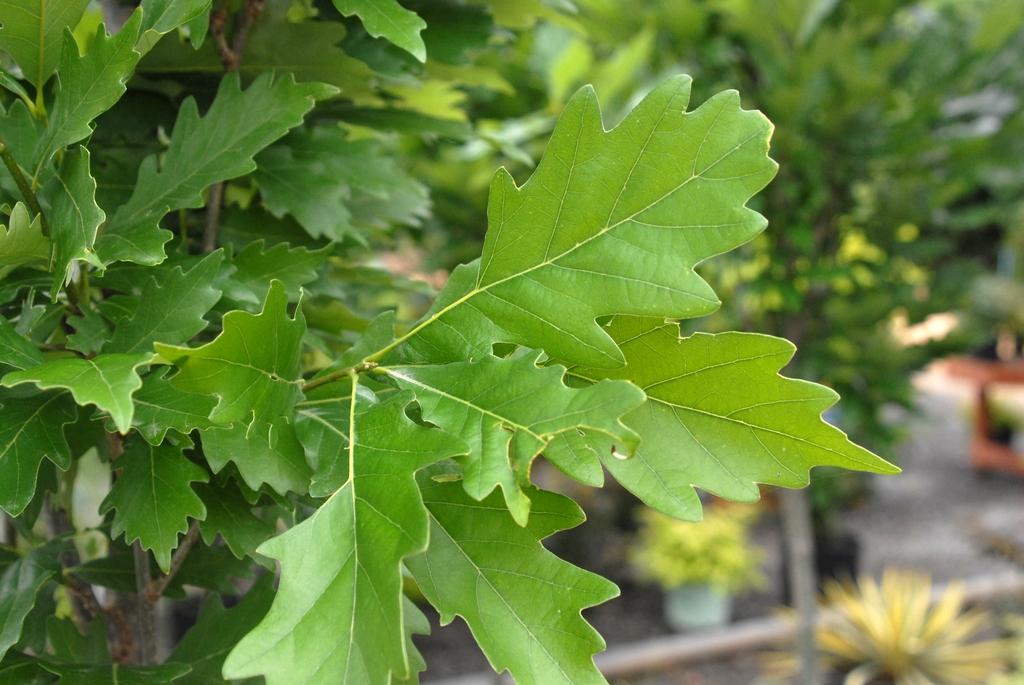 Quercus Robur Kindred Spirit - View 17 from www redcrocus com