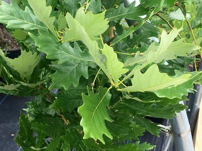 Quercus Robur Kindred Spirit - View 19 from www redcrocus com