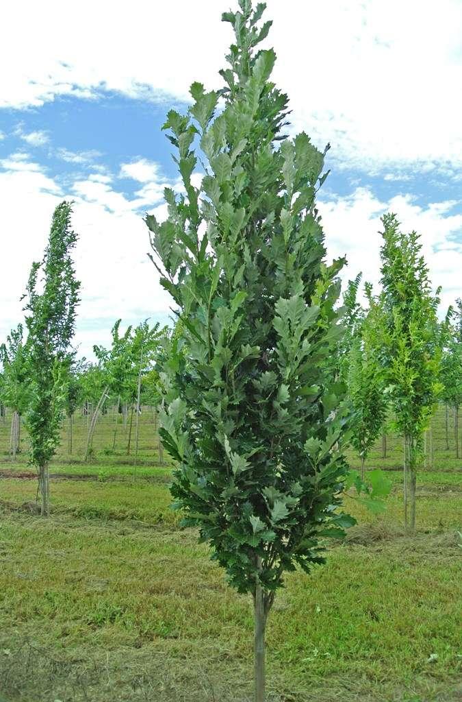 Quercus Robur Kindred Spirit - View 2 from www redcrocus com