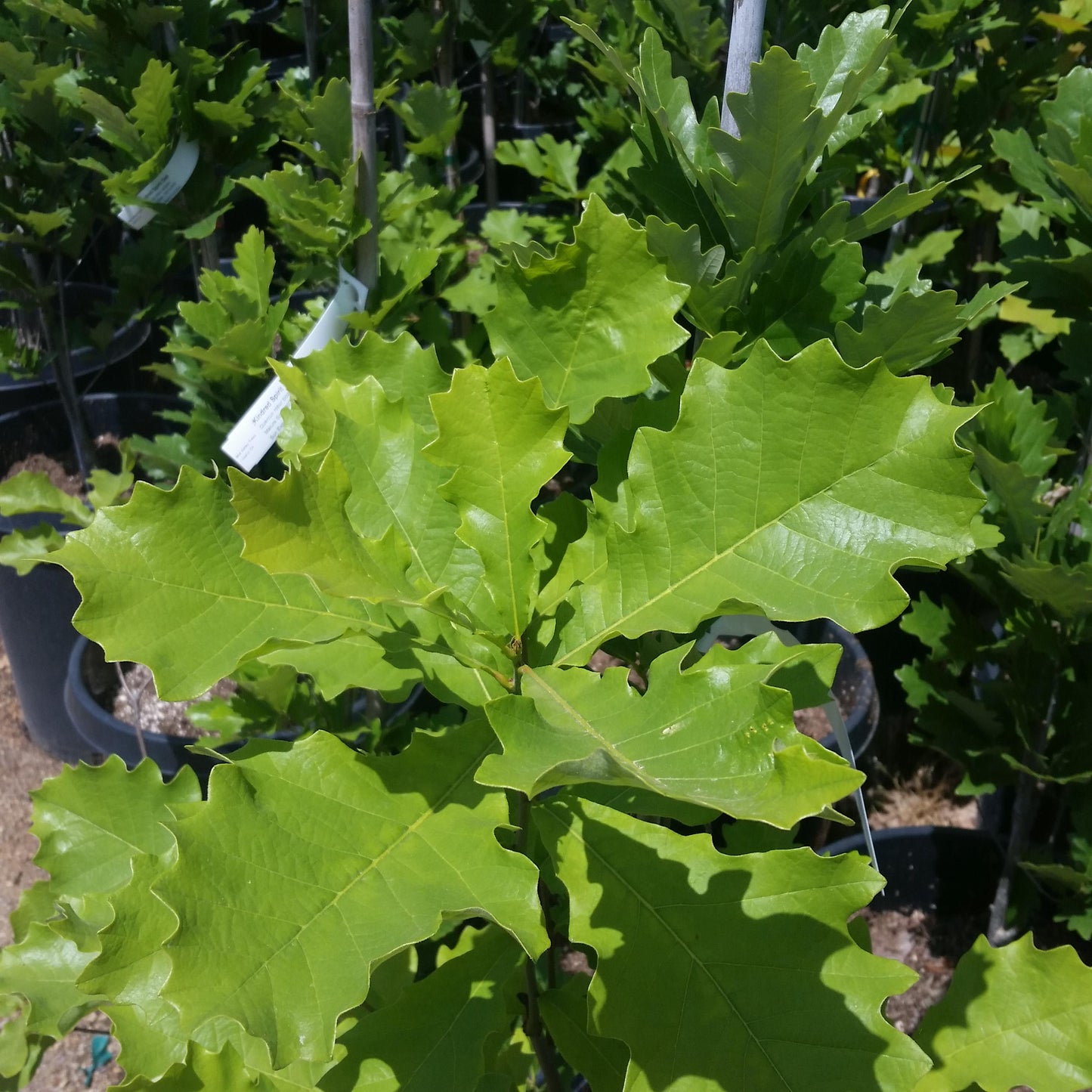 Quercus Robur Kindred Spirit - View 3 from www redcrocus com