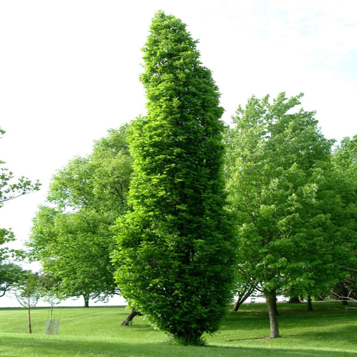 Quercus Robur Kindred Spirit - View 4 from www redcrocus com