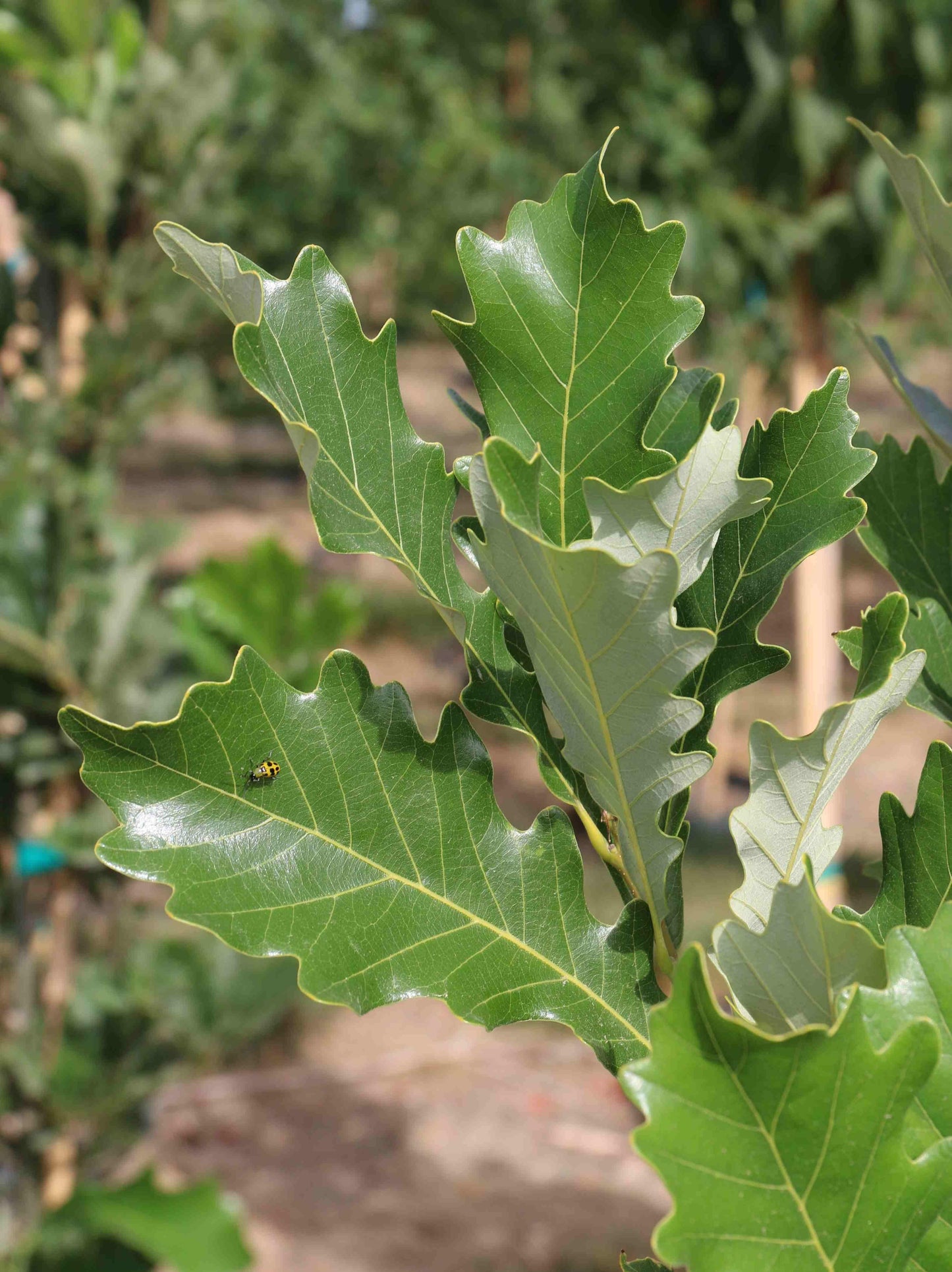 Quercus Robur Kindred Spirit - View 5 from www redcrocus com