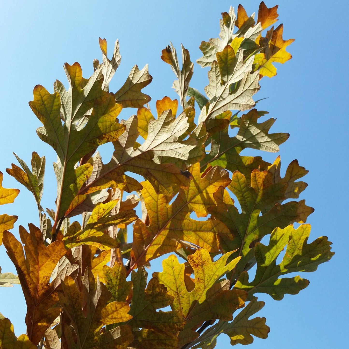 Quercus Robur Kindred Spirit - View 6 from www redcrocus com